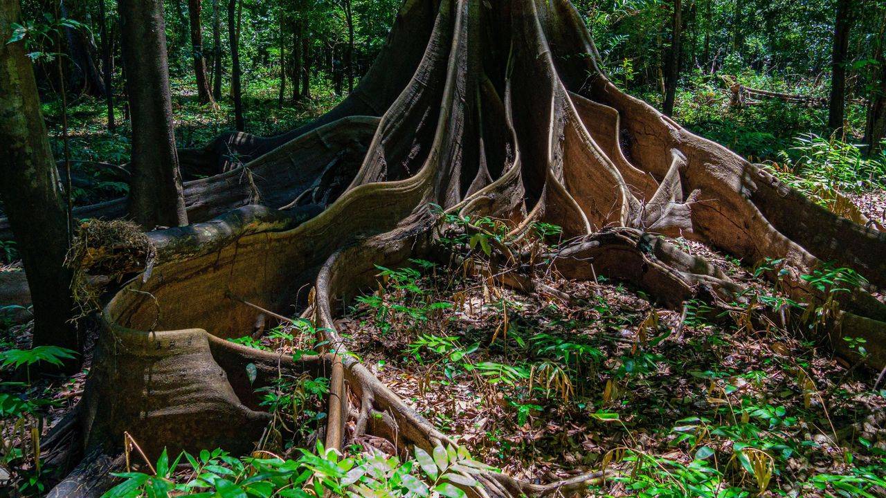 The secret life of trees: uncovering the mysteries of the world's oldest living organisms