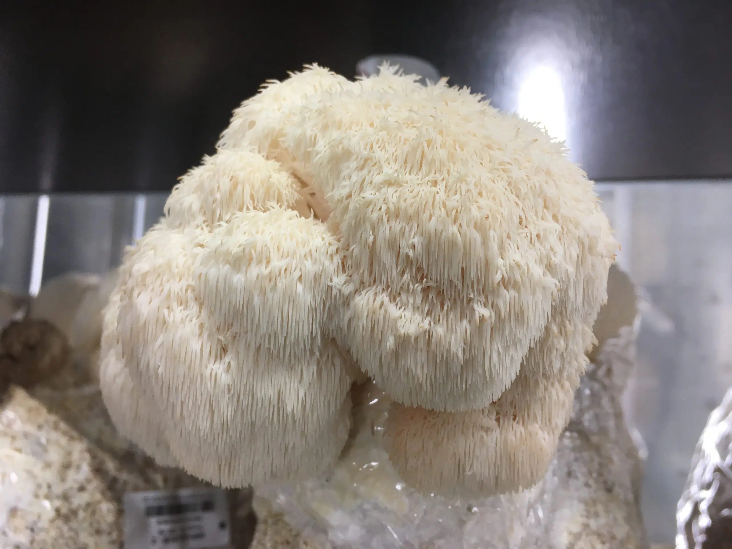 m9516 hericium erinaceus mycelia on buy lion's mane mushroom ireland