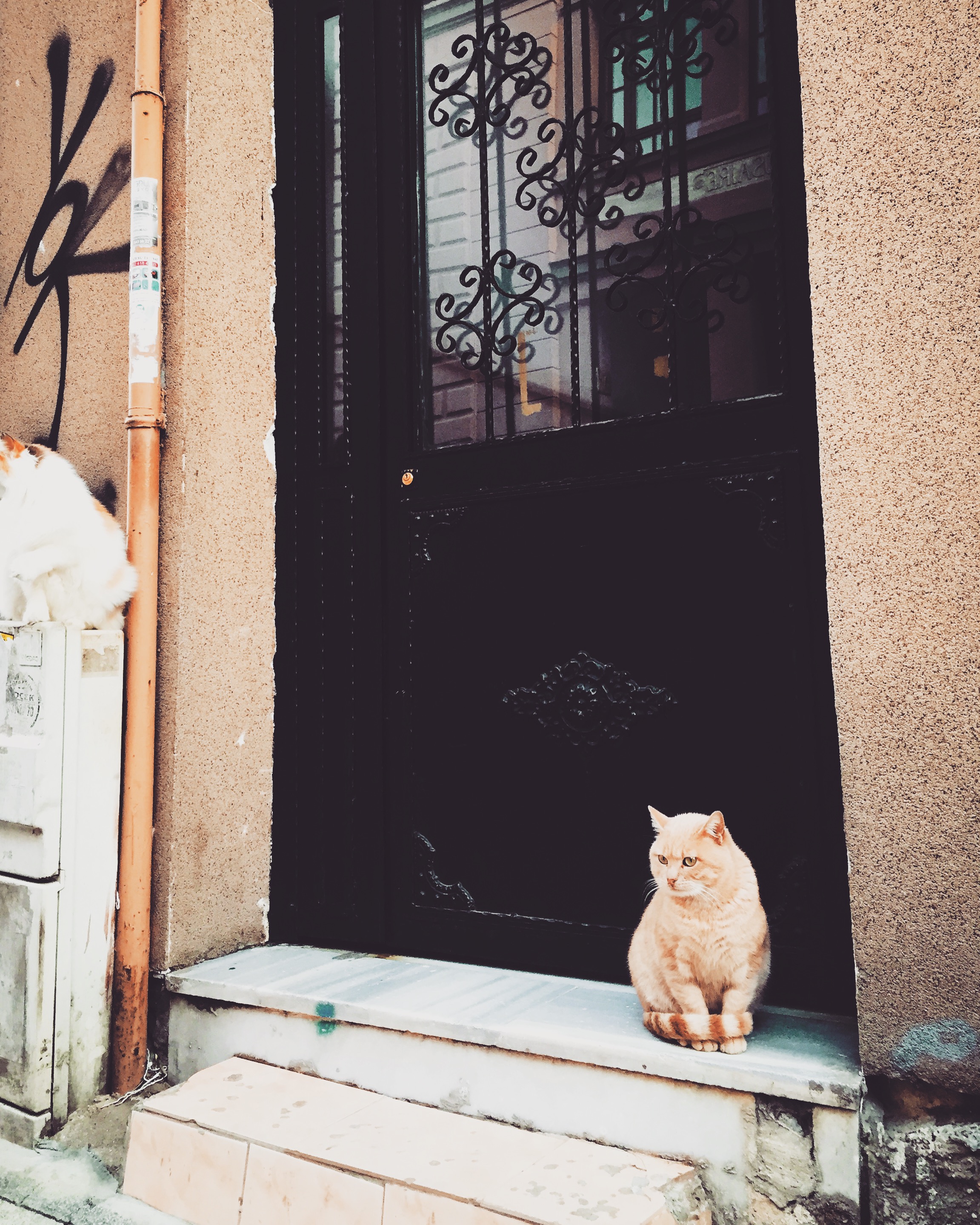Istanbul's infamous stray cats