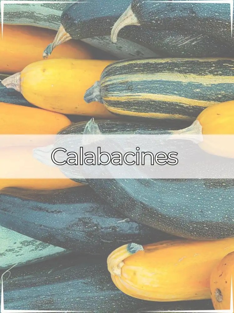 Calabacines 