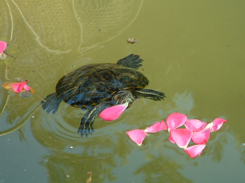 Turtle swimming with rose petals