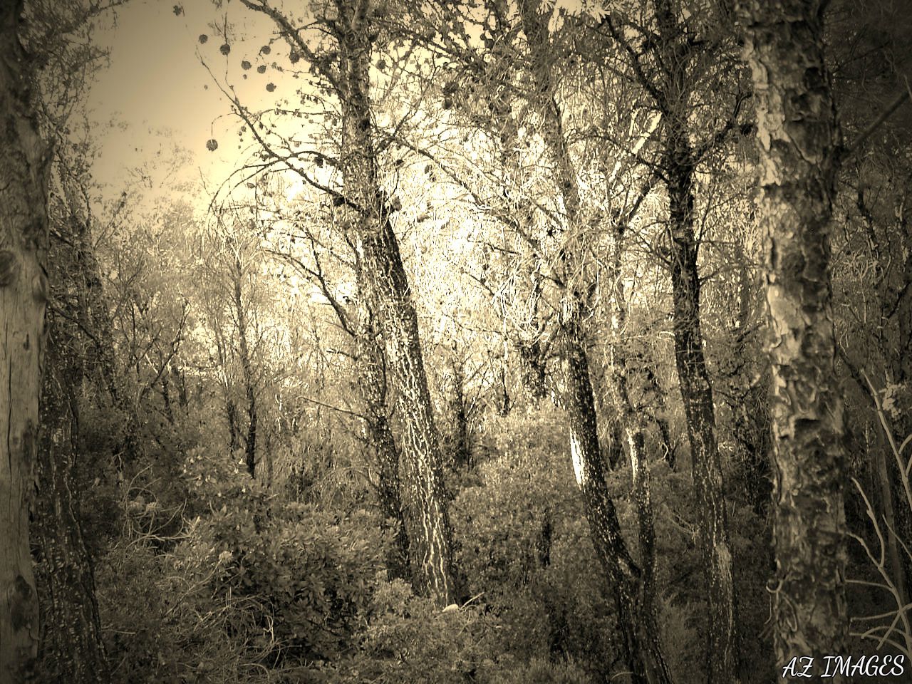 Sepiatrees2.jpg