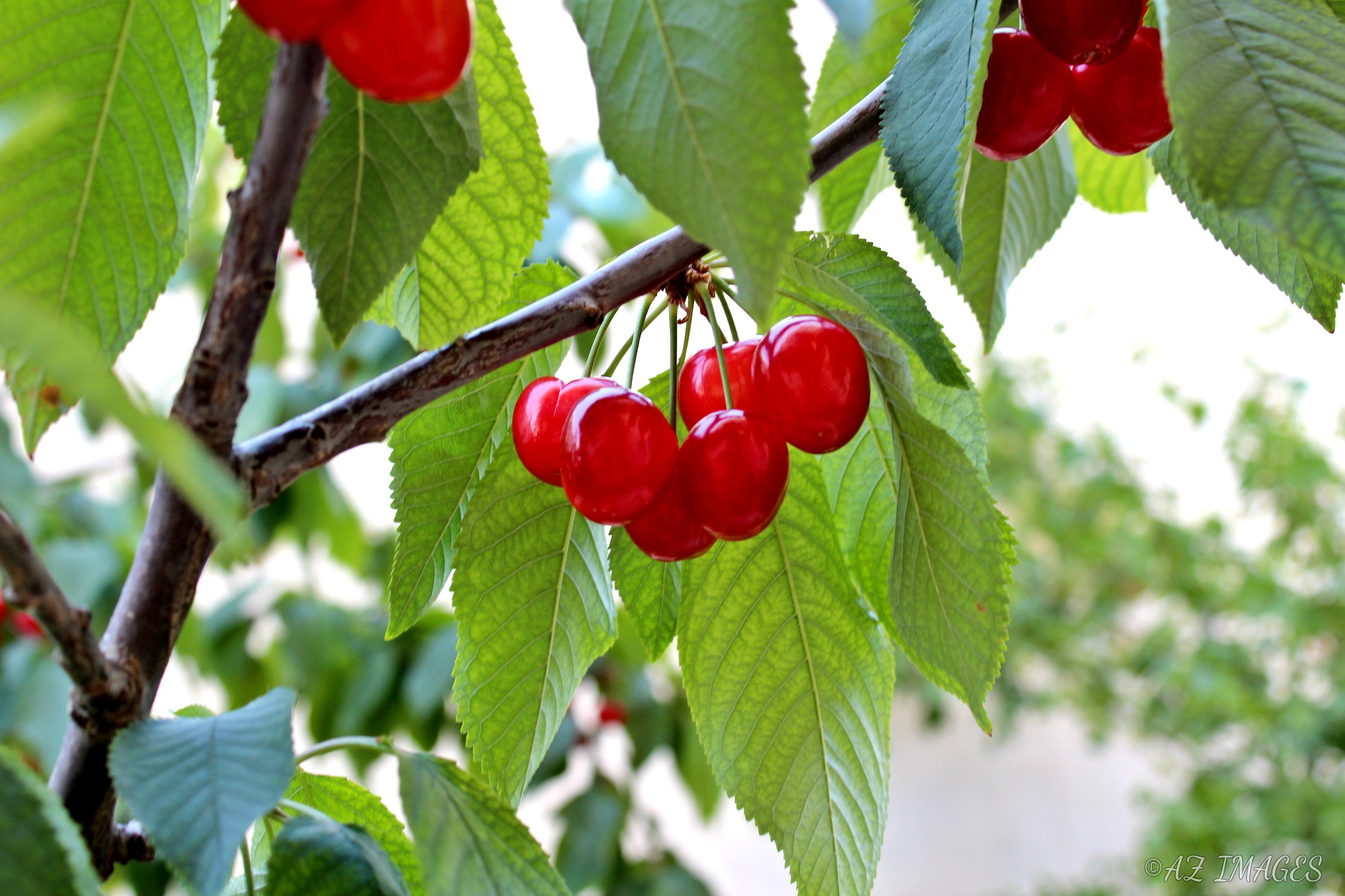 Cherries