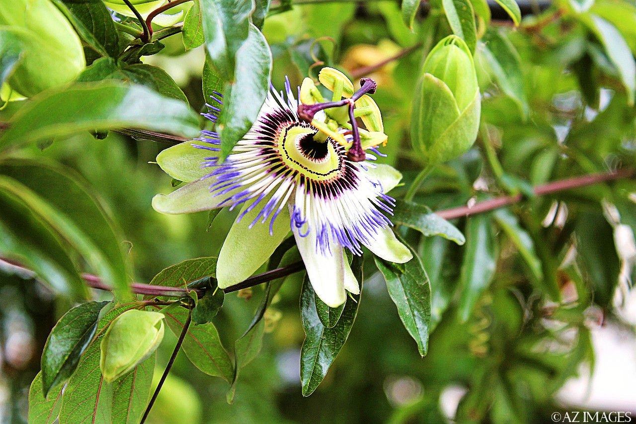 Passionflower