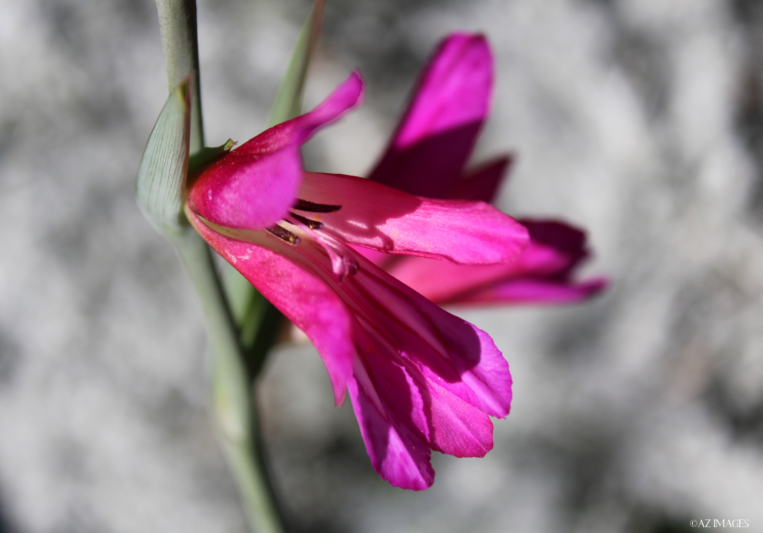 gladiola3