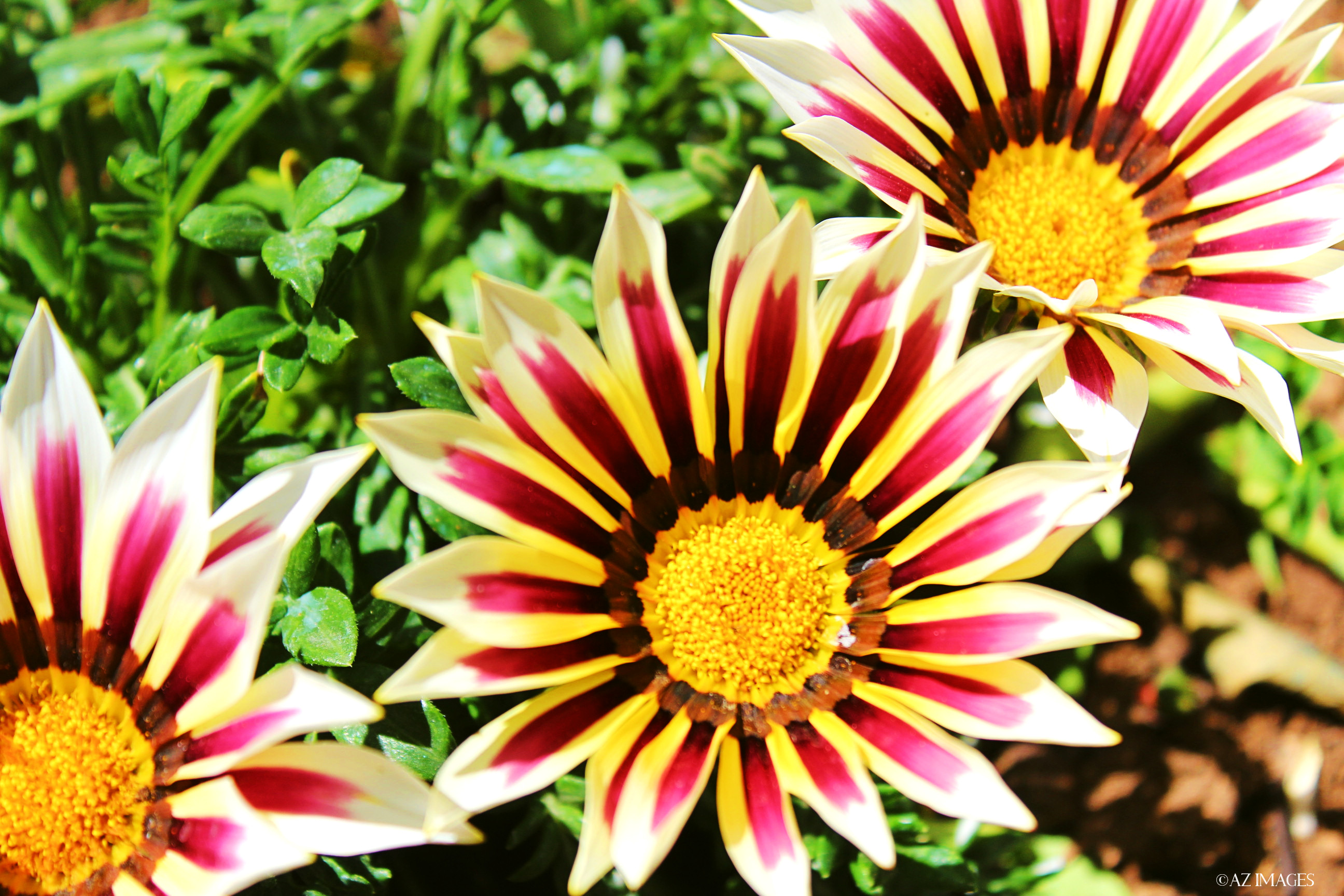 Gazania