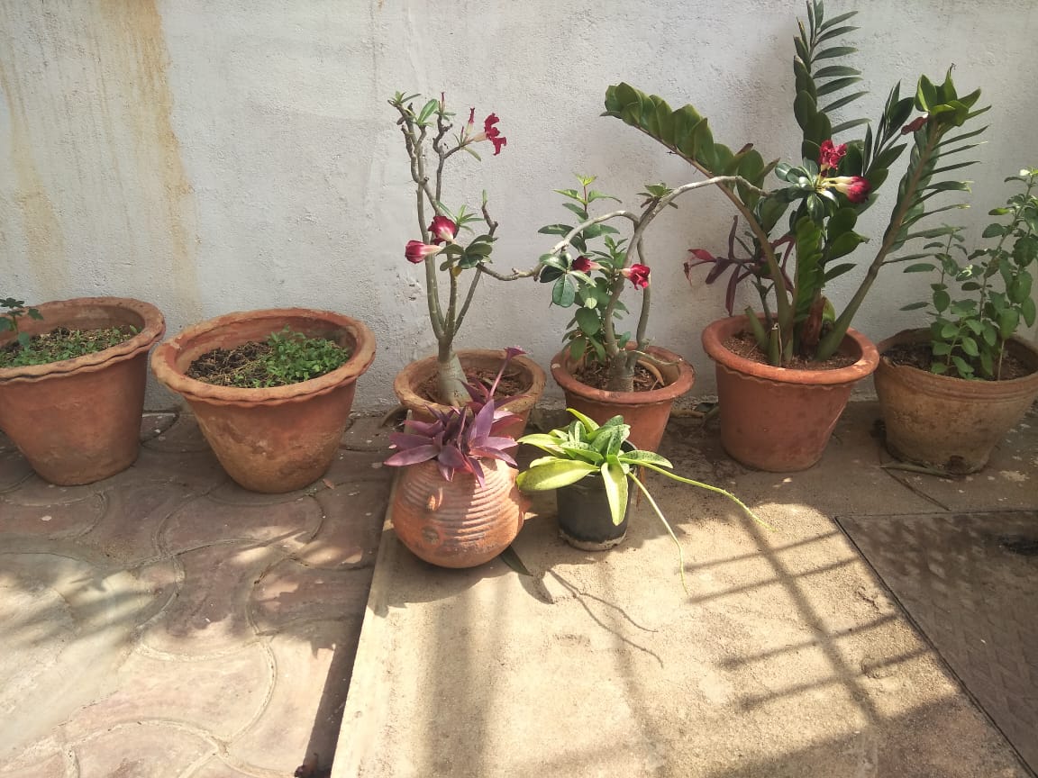Children And Plants: A Lifetime Of Learning