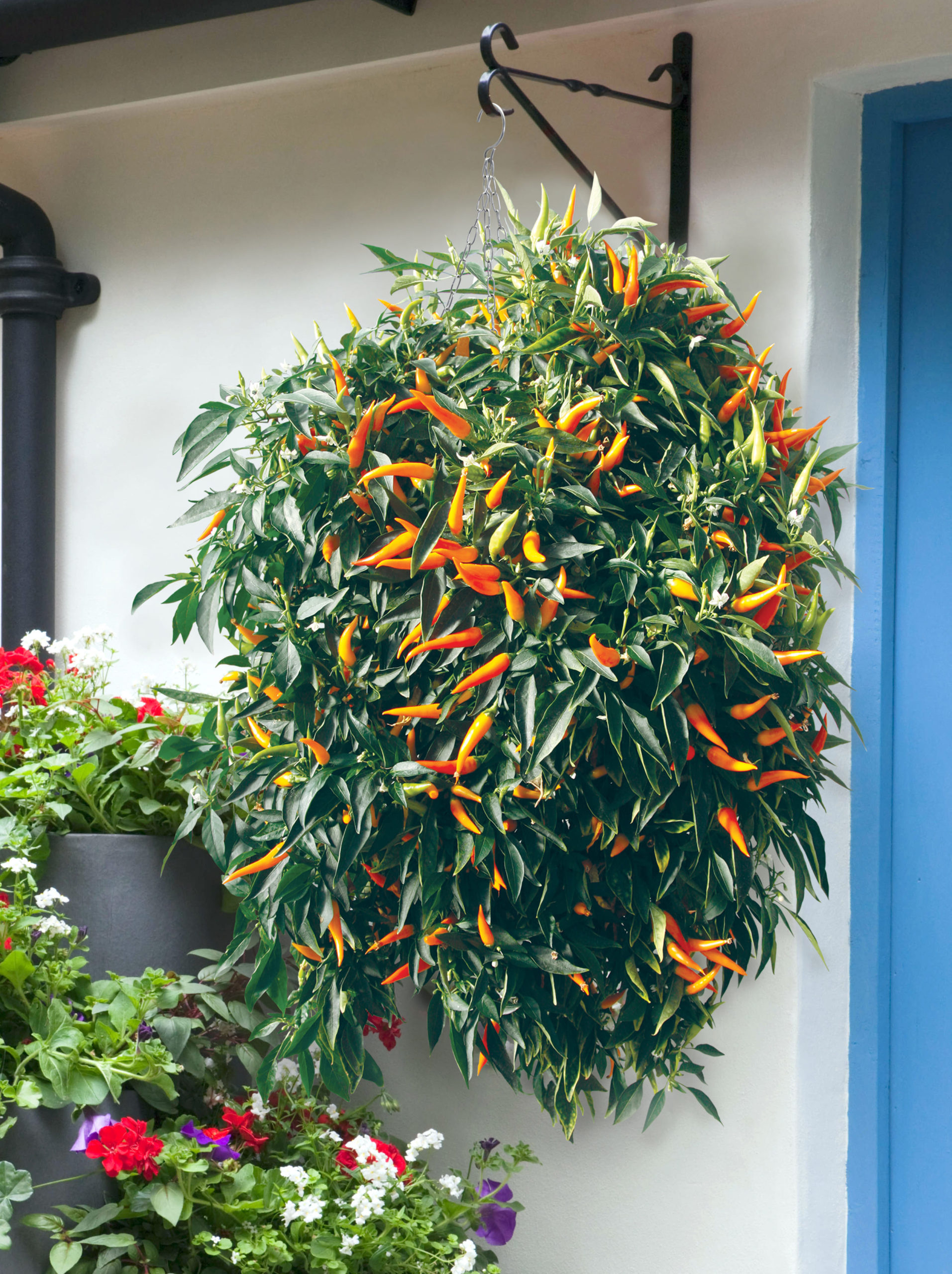 How to grow the most beautiful and delicious fruits and vegetables in