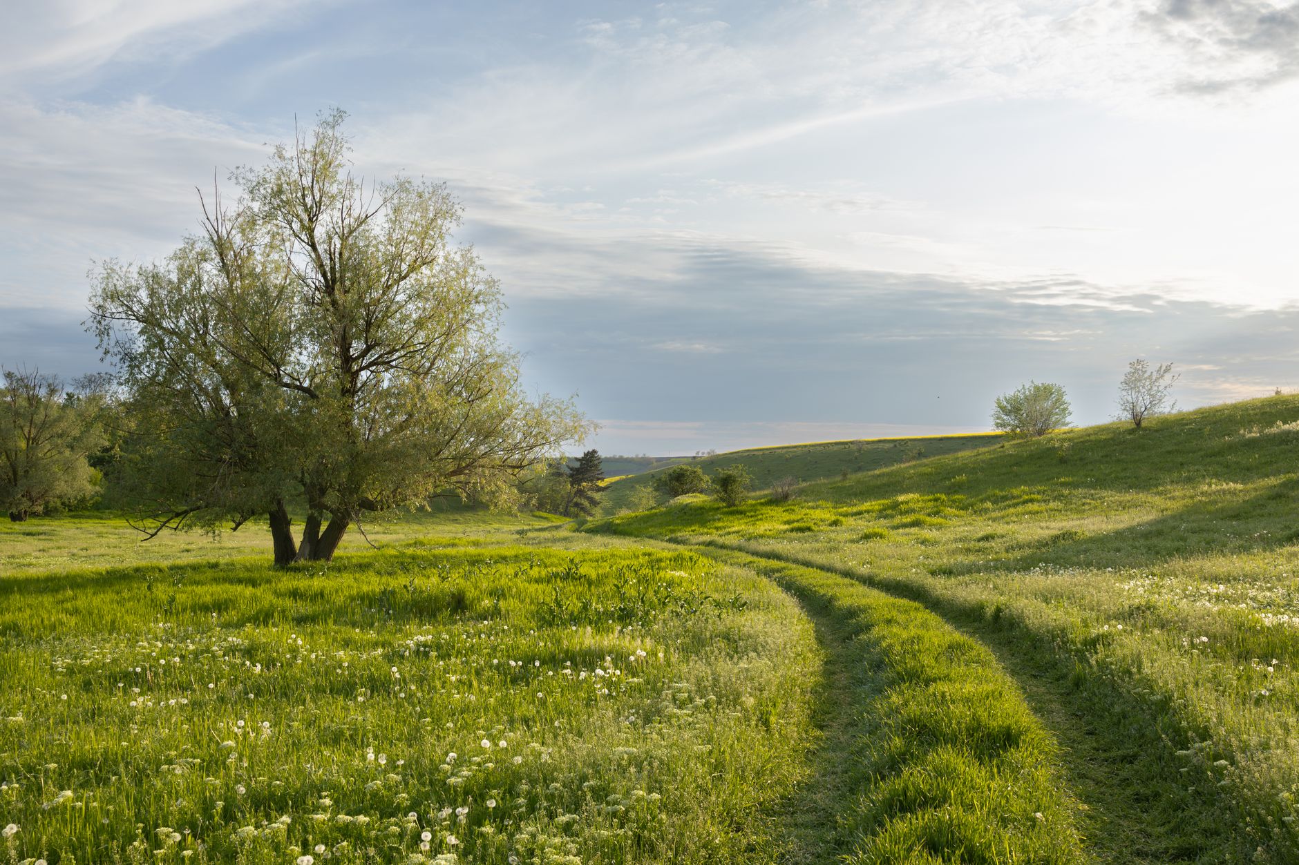a green and magical spring field a beautiful sunset