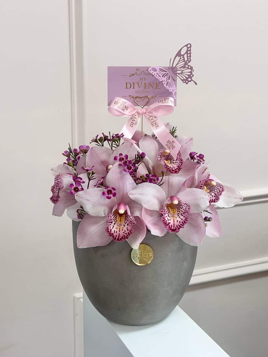 Cymbidium-love2 Cymbidium love - Image 1