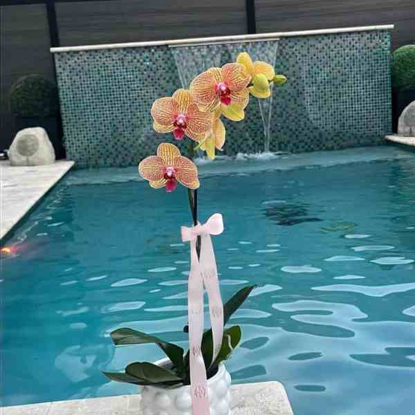 Timeless bloom orchid
