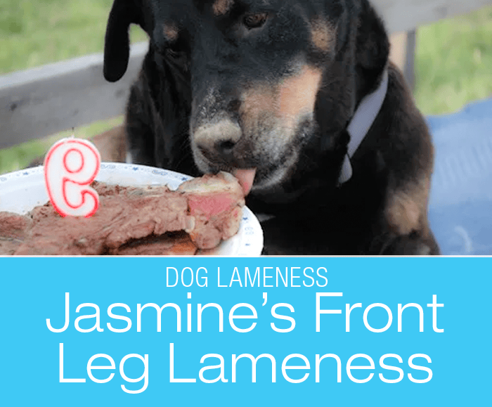 Front Leg Lameness In Canines Symptoms And Causes