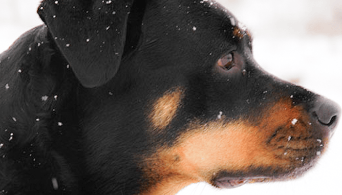 Disc Injury in a Rottweiler: Jasmine's Neck Problems