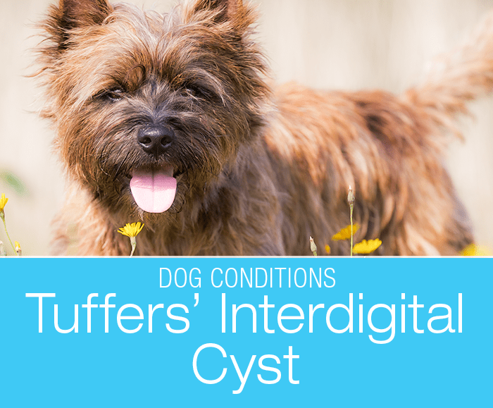 interdigital cyst treatment