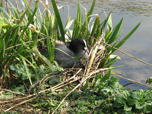The Interloper | My Dorset