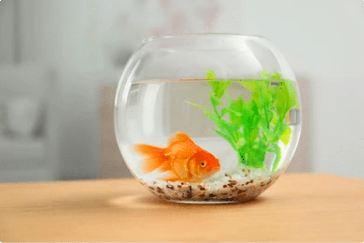 A goldfish swimming in a bowl on a table