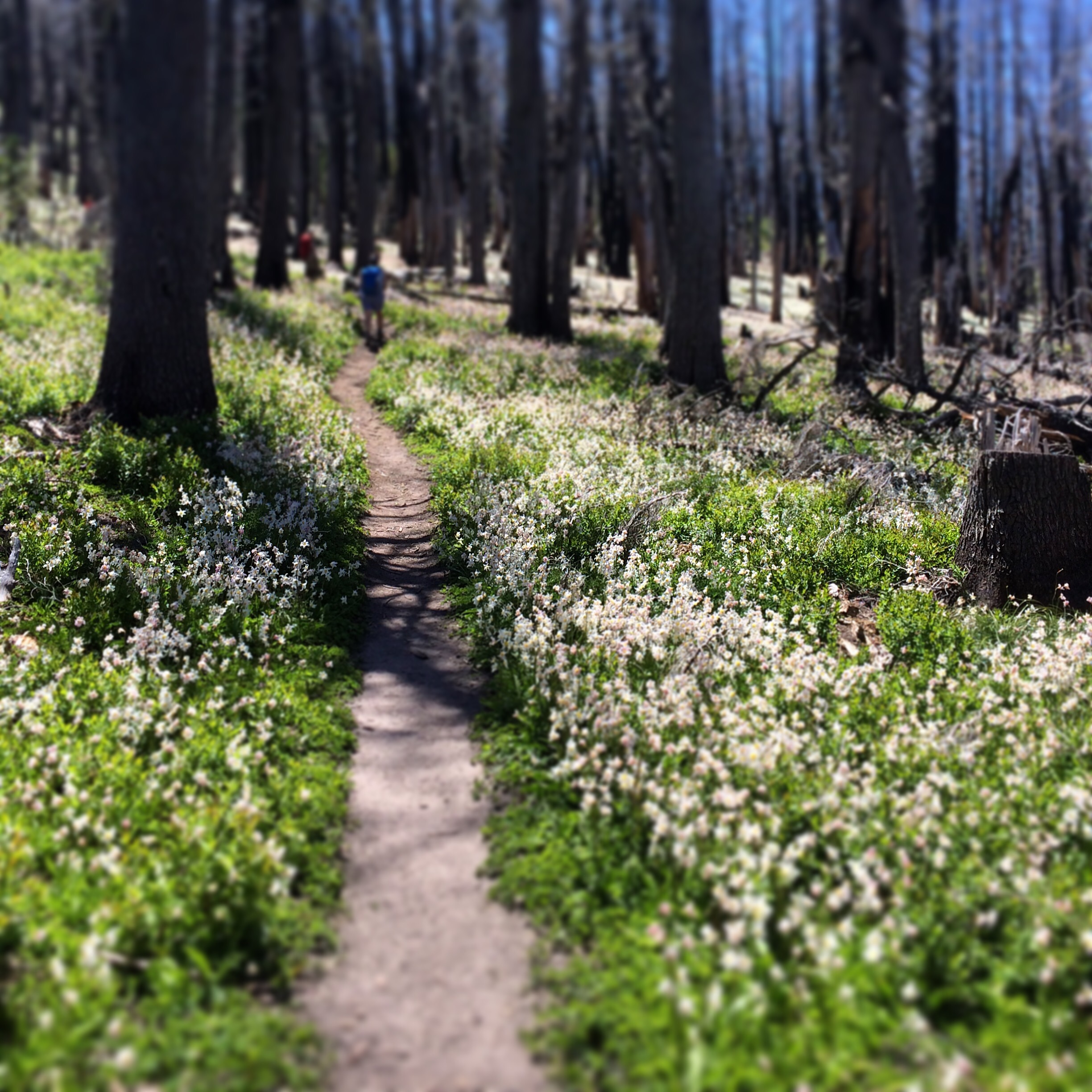 Avalanche tulips blanketed the way to Cairin Basin (Mt. Hood, OR)