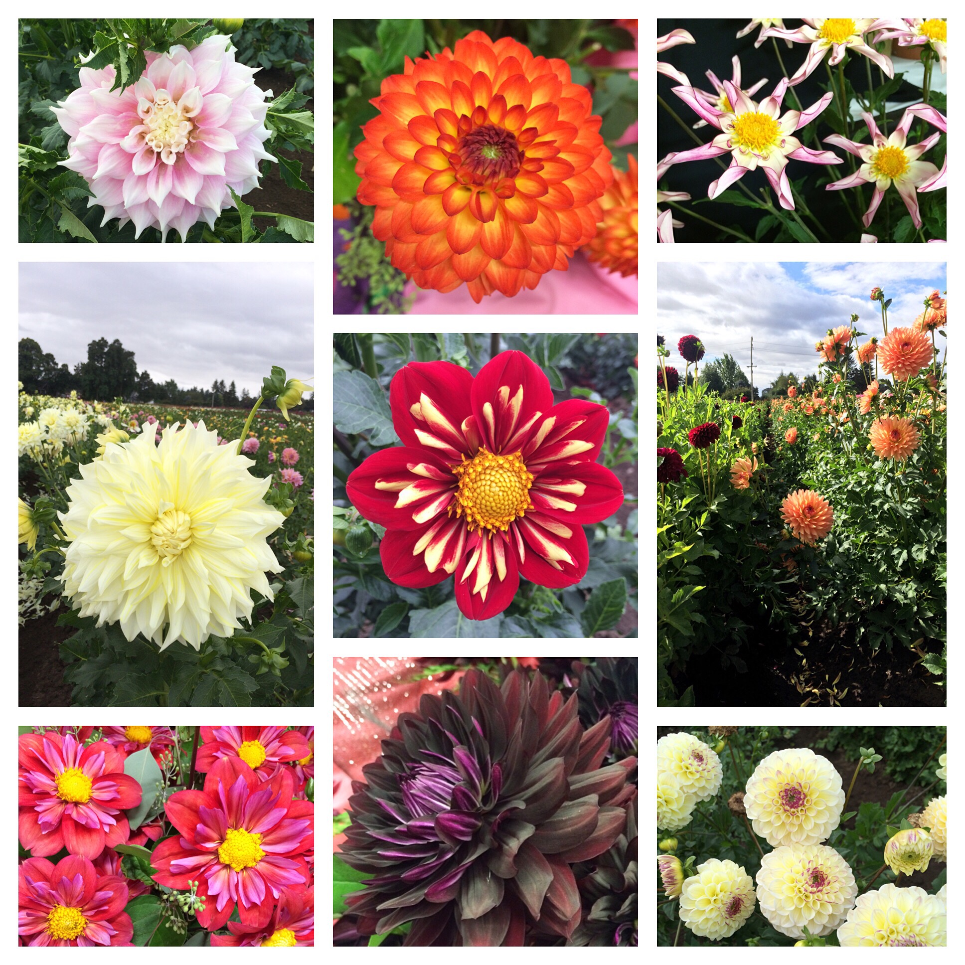 Dahlia Festival (Canby, OR)