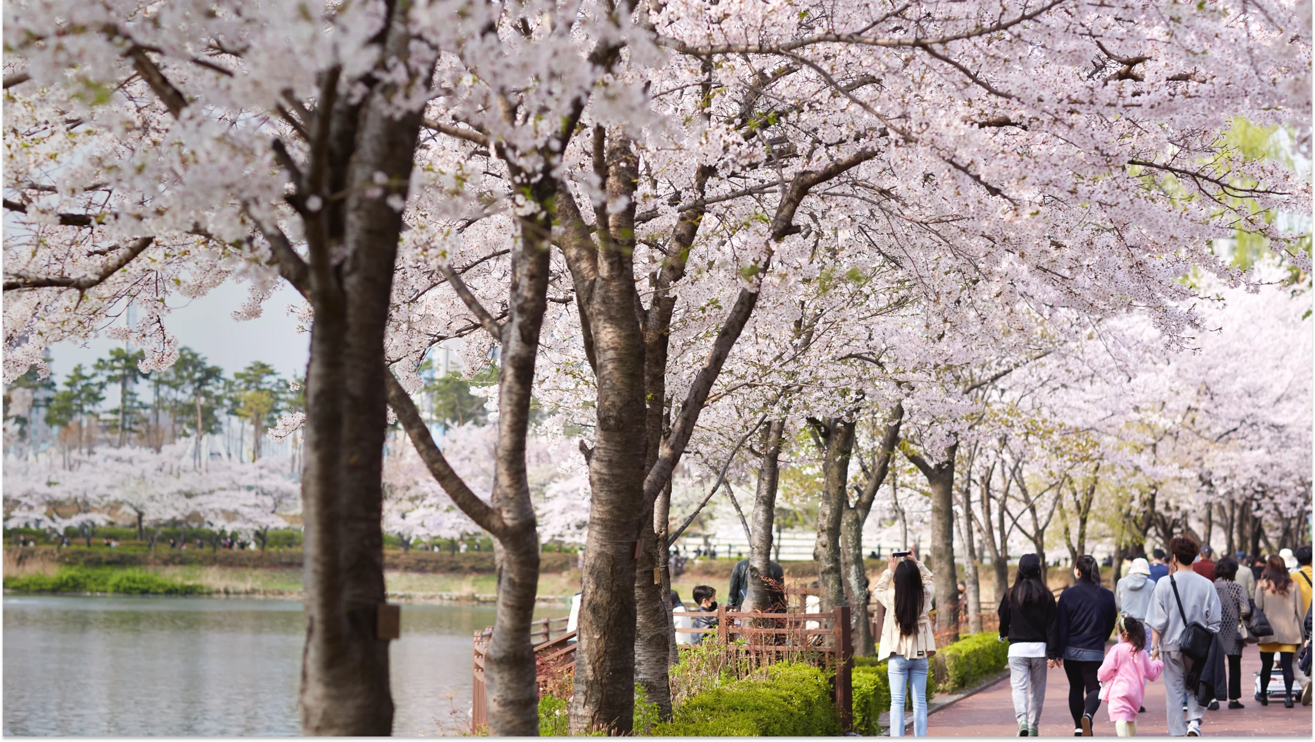 cherry blossom