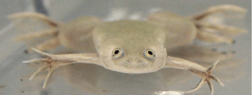 FSHD model organisms - frog