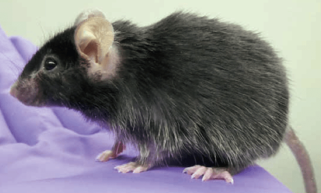 FSHD model organisms - mouse