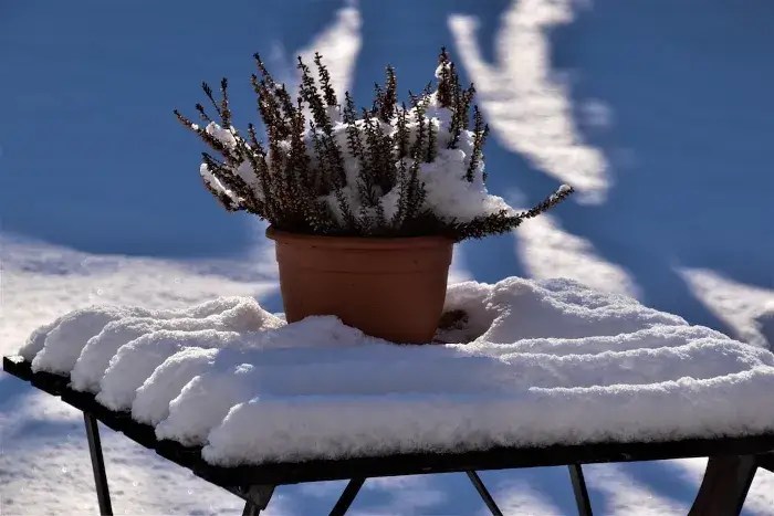 Prepare Your Garden for Winter: 7 Essential Tips