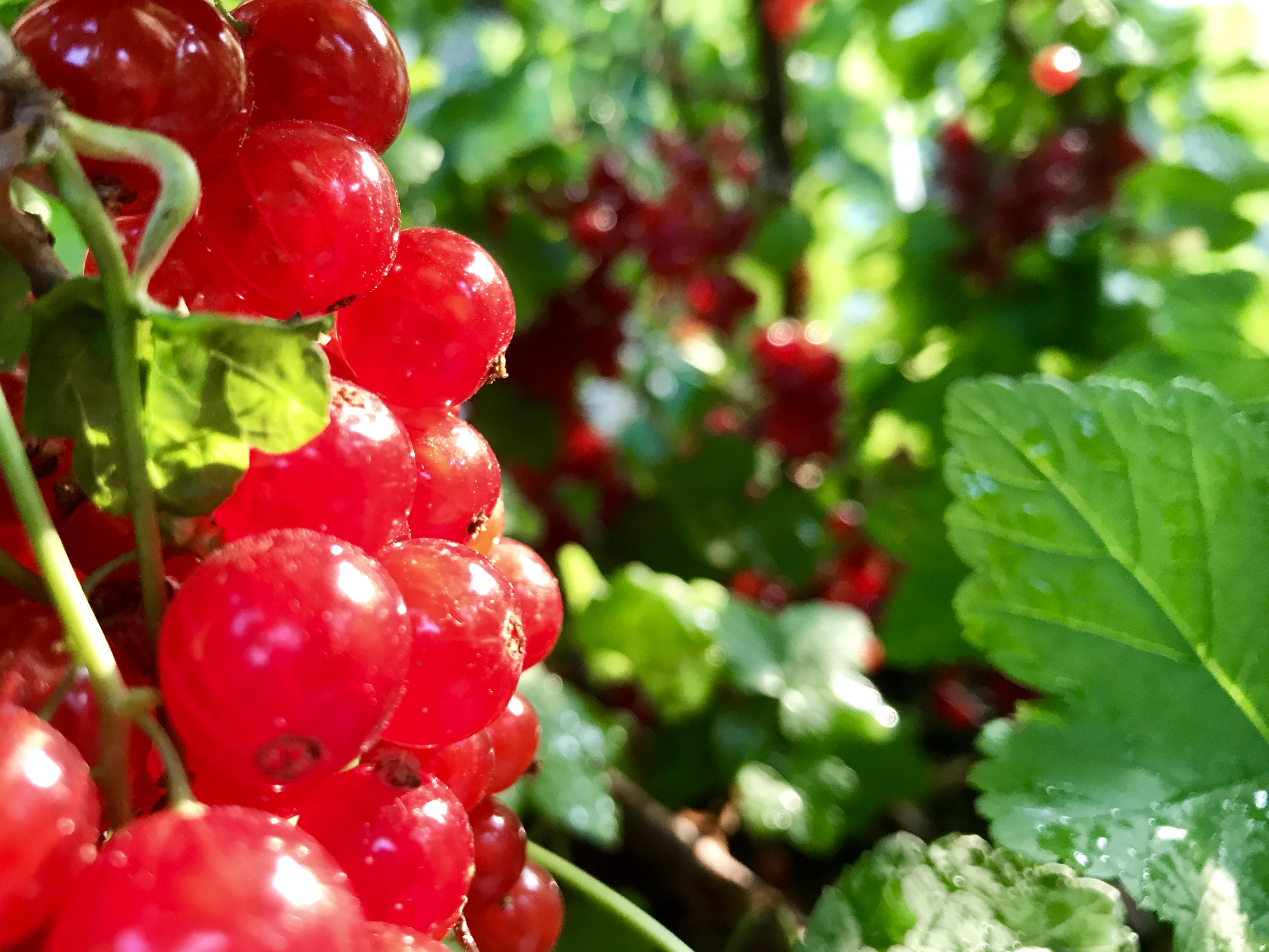 Redcurrants