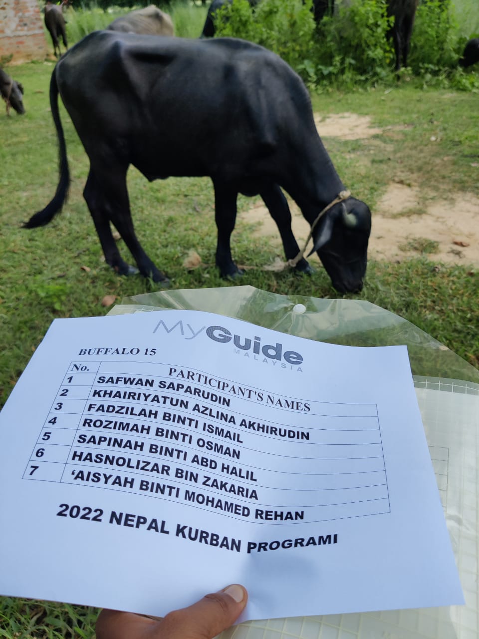 Qurban Nepal Buffalo 15