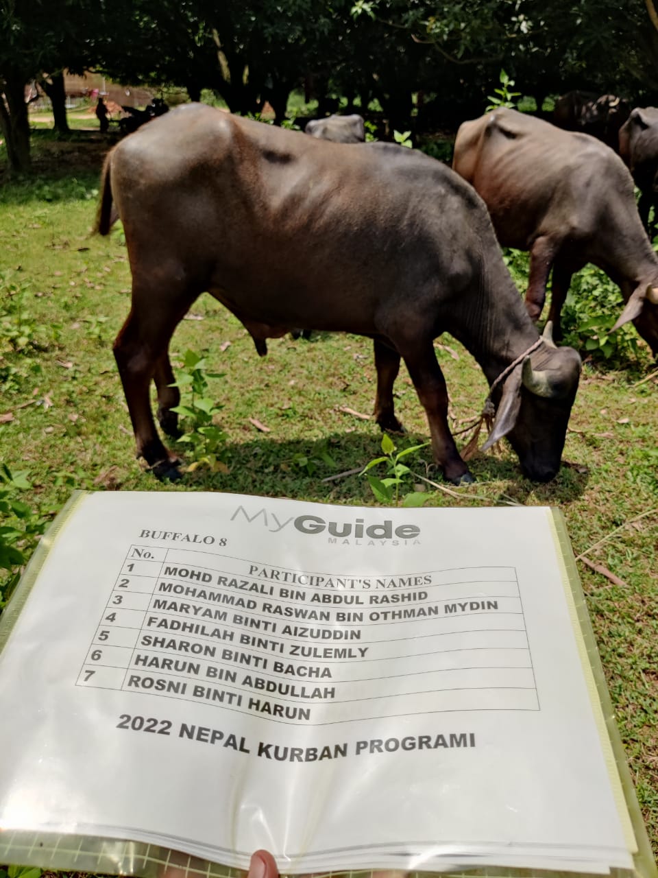 Qurban Nepal Buffalo 8