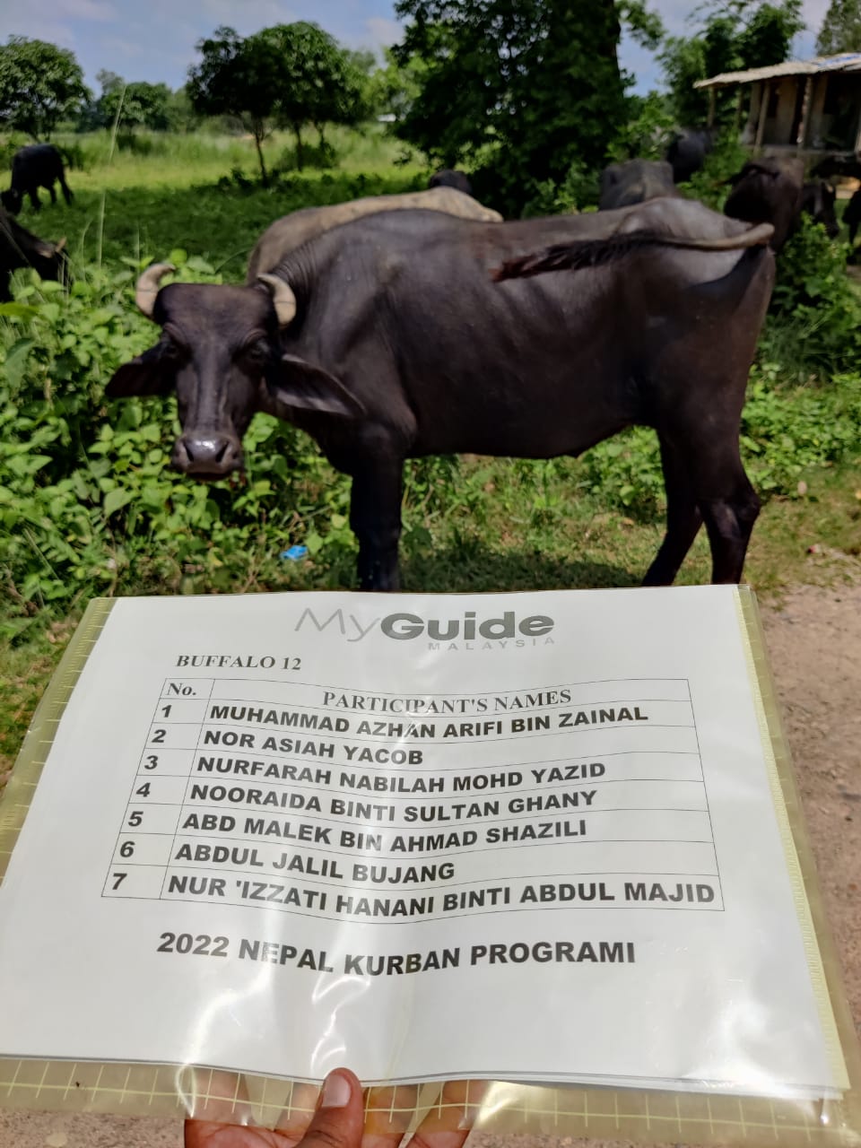 Qurban Nepal Buffalo 12