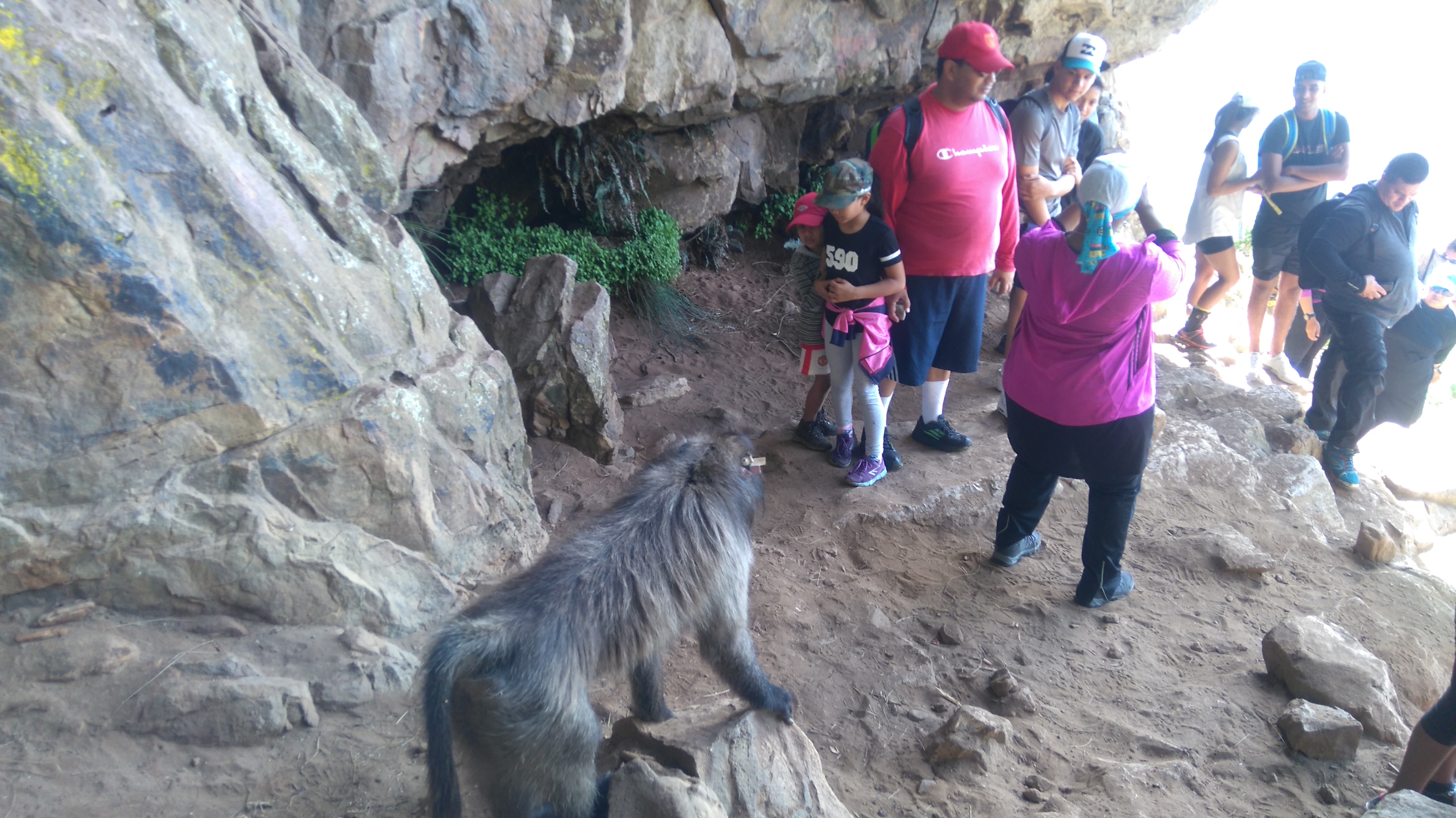 Baboon exiting