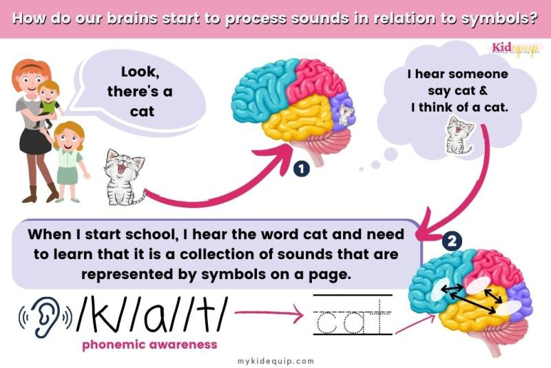 An illustration shows the process of phonemic awareness and how our brains begin to learn to read and process sounds into symbols.