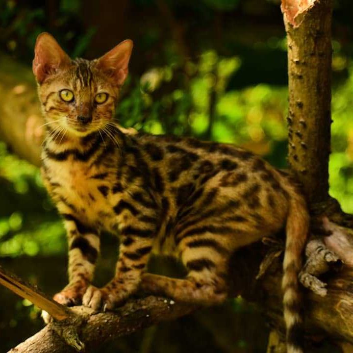 The 11 most affordable cat breeds: Buy Bengal Kitten Cat For Sale Online In India At Best Price