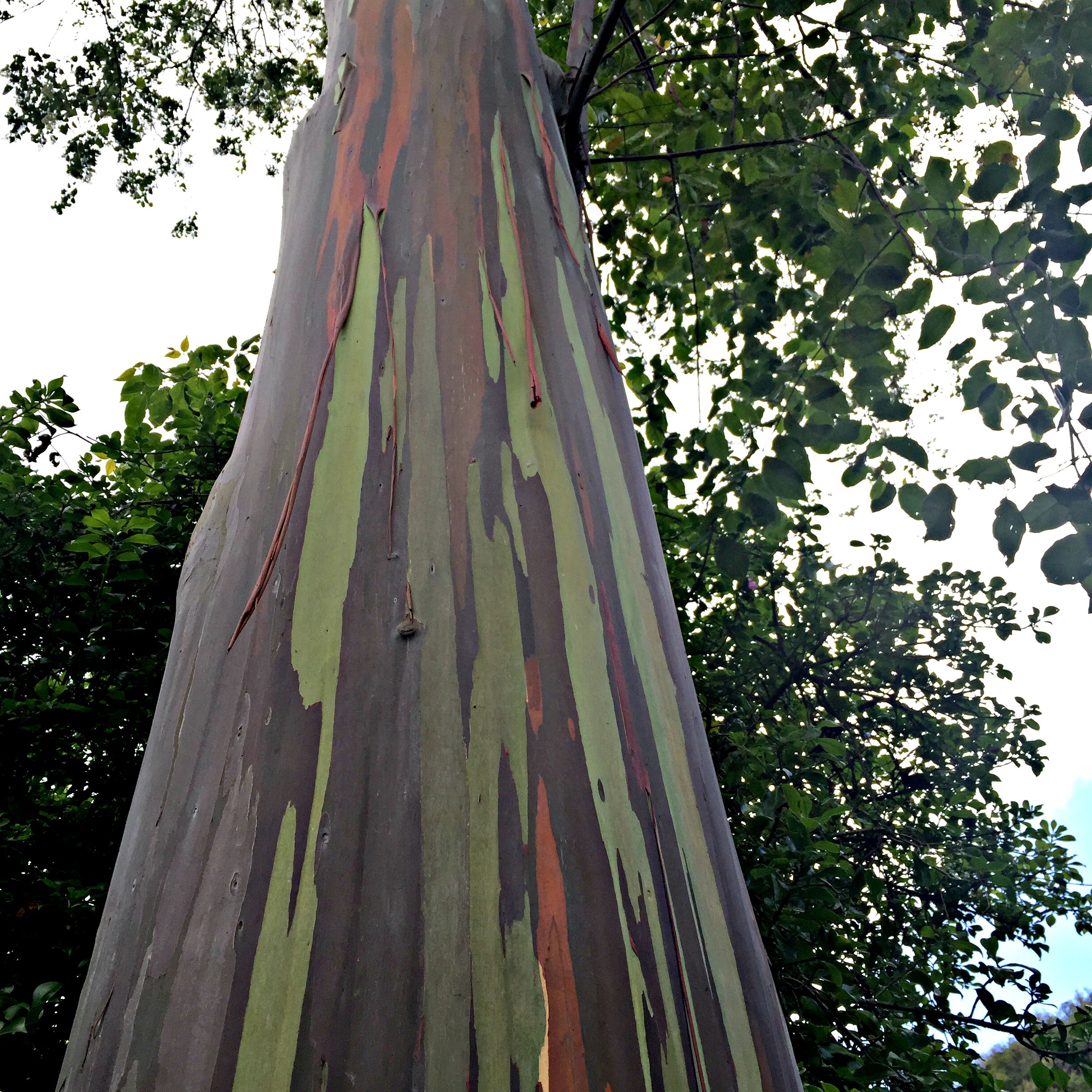 Eucalyptus Tree in Hawaii
