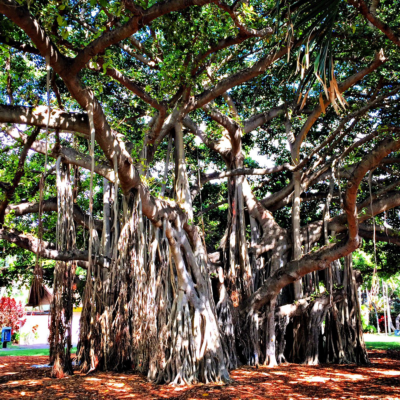 The HUGE Banyan Tree in Waikiki
