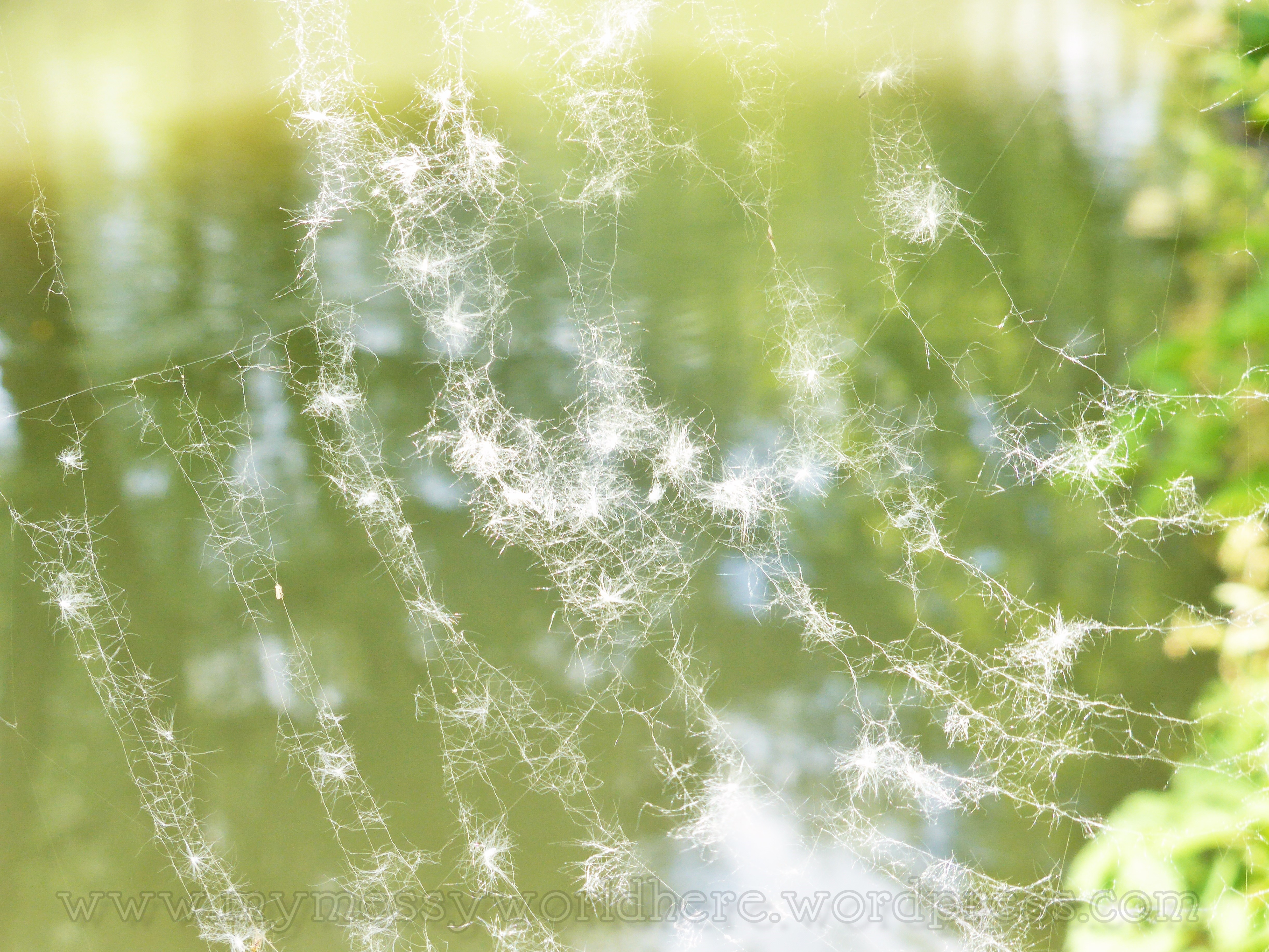 watermarked-spiderweb fluff