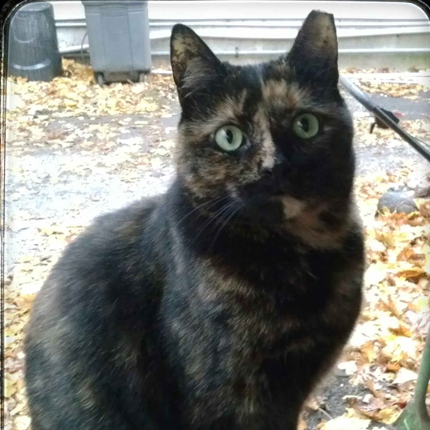 Mushu in all her Mushu-ness