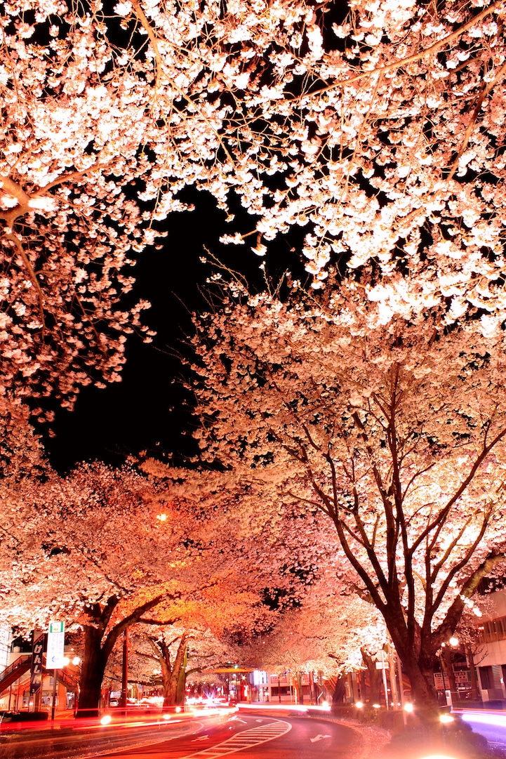 Tripsavvy / marina li you'll never know what kind of weather you'll get during a brooklyn. Long Exposure Photos of Japanese Cherry Blossoms at Night
