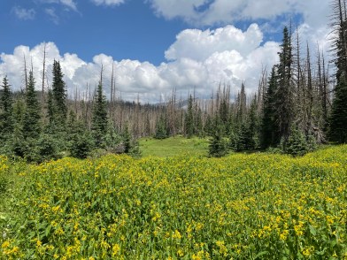 Lobo-Continental-Divide-Trail Wildlowers