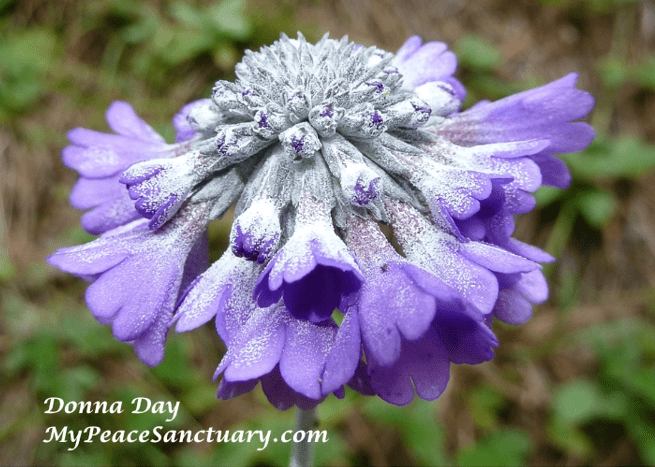 Peace of Pausing
