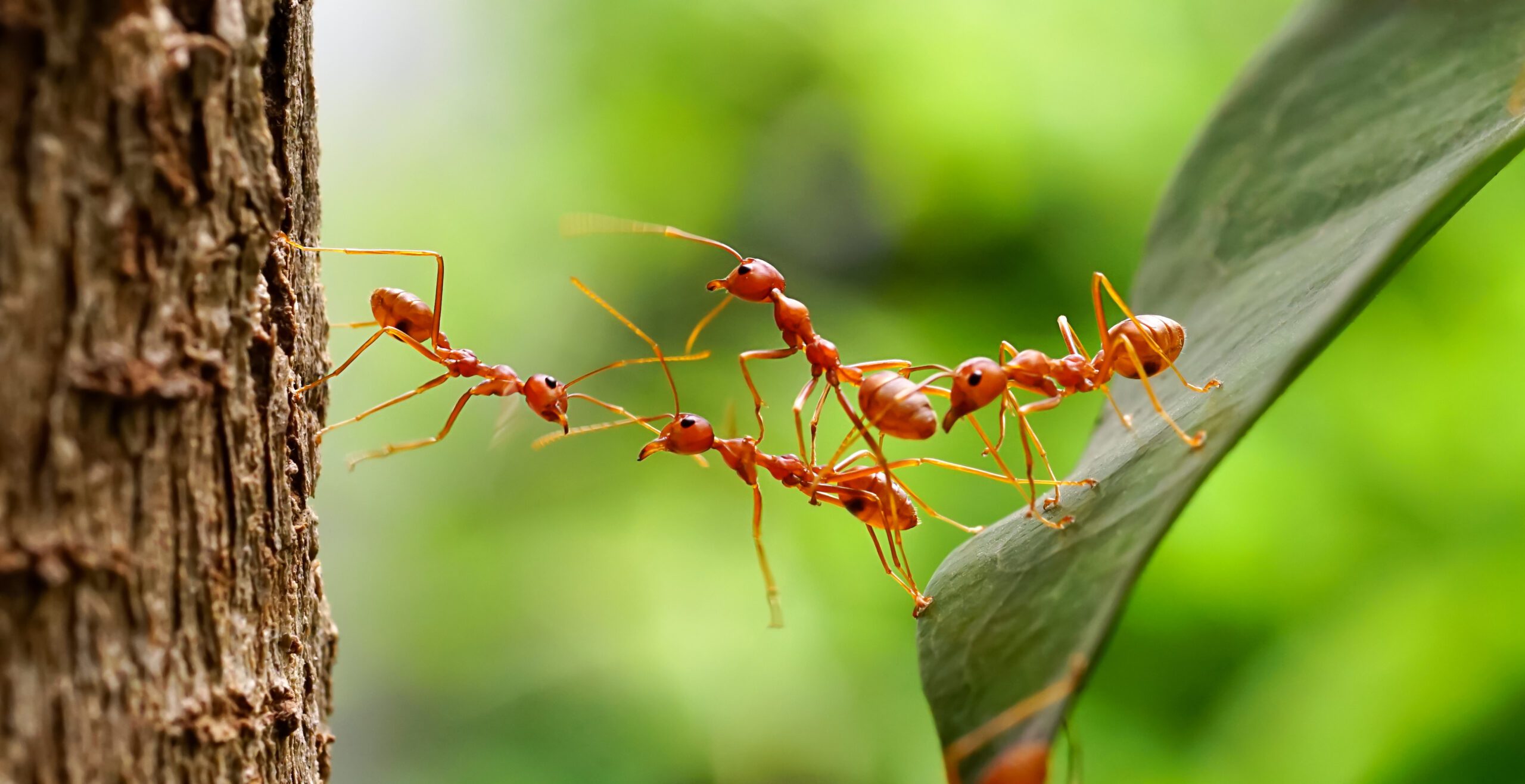 Know the mysteries of ant behavior