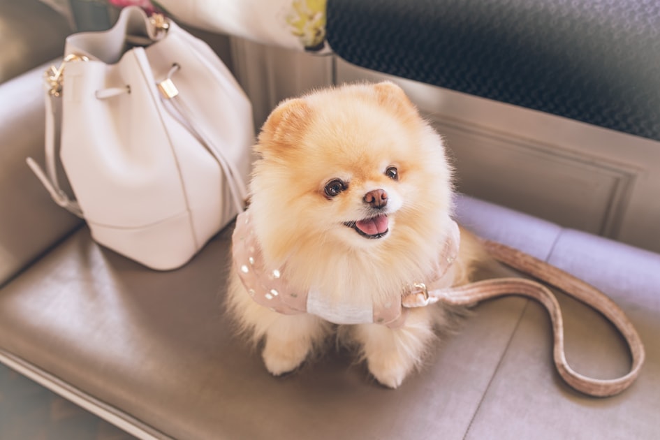 How to Compare Pet Products: A Real Buying Guide (With Price Examples)