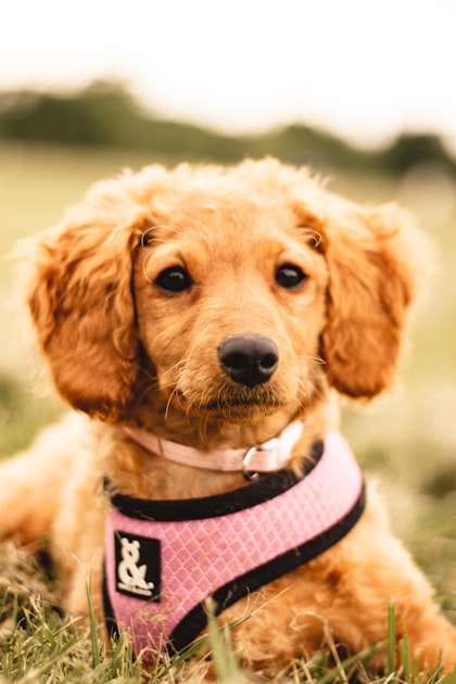 7 Grooming Tools Every Small Dog Owner Needs in 2026 (Tested by Price & Reviews)