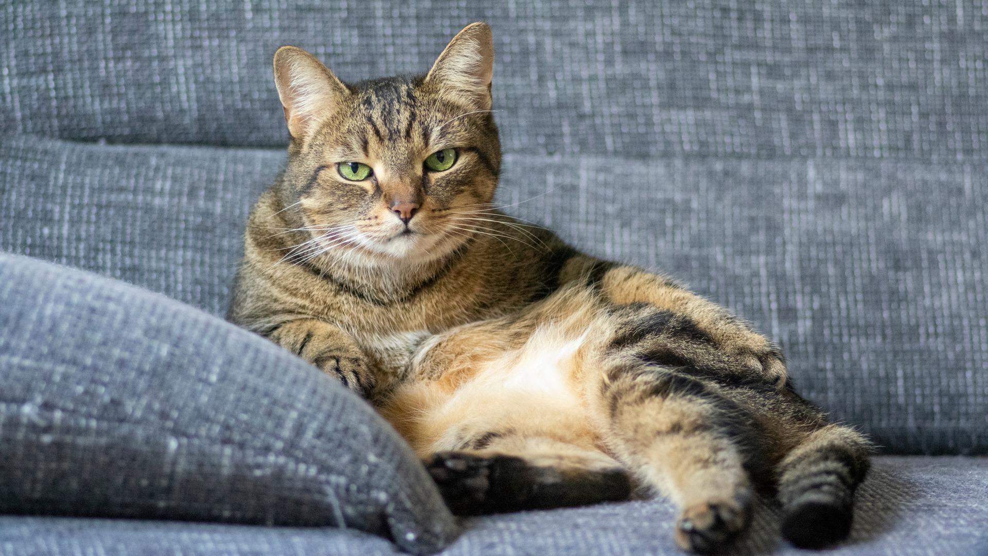 How Can I Help My Cat Lose Weight?