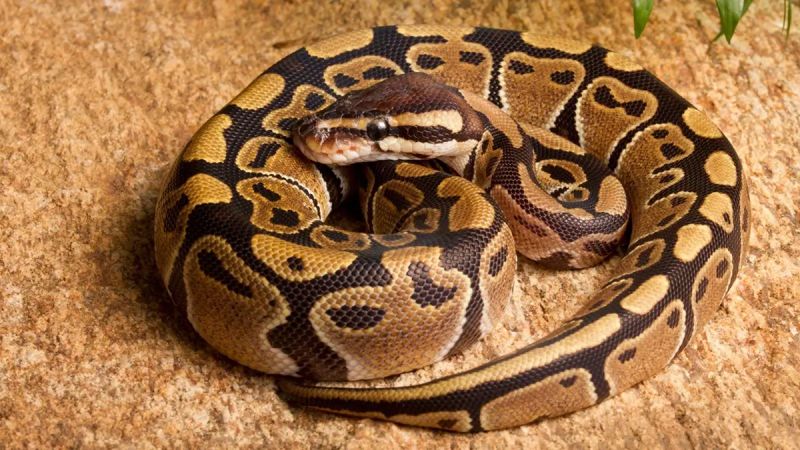 Ball Python Morphs Ball Python Morphs Reptiles Reptiles Facts - Elegant HD Space Photos | Free Download