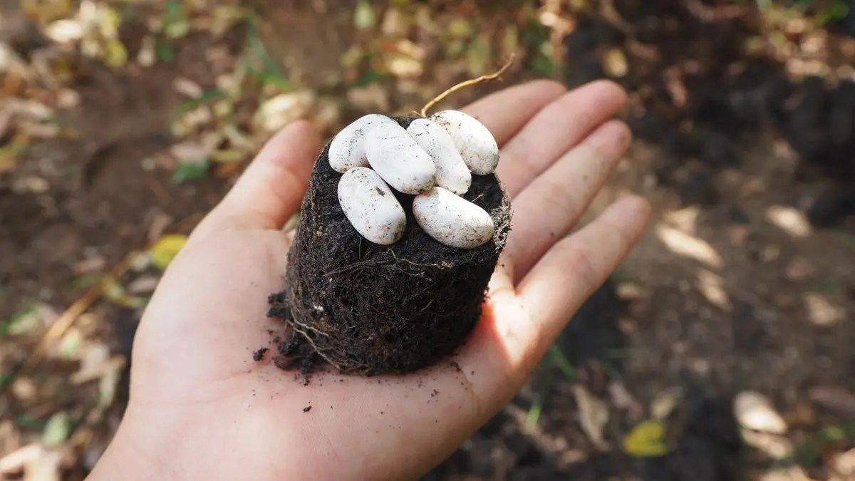 Do chameleons lay eggs or give live birth