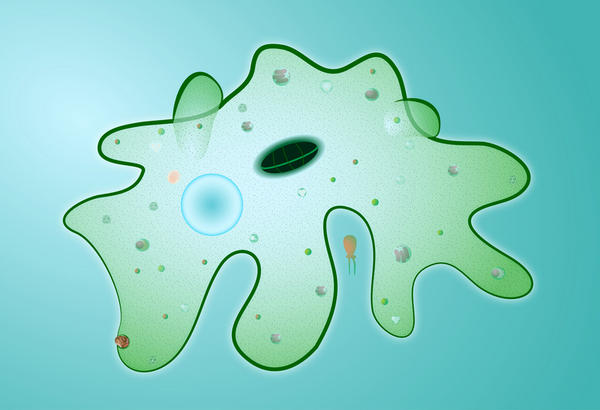 amoebic dysenterry