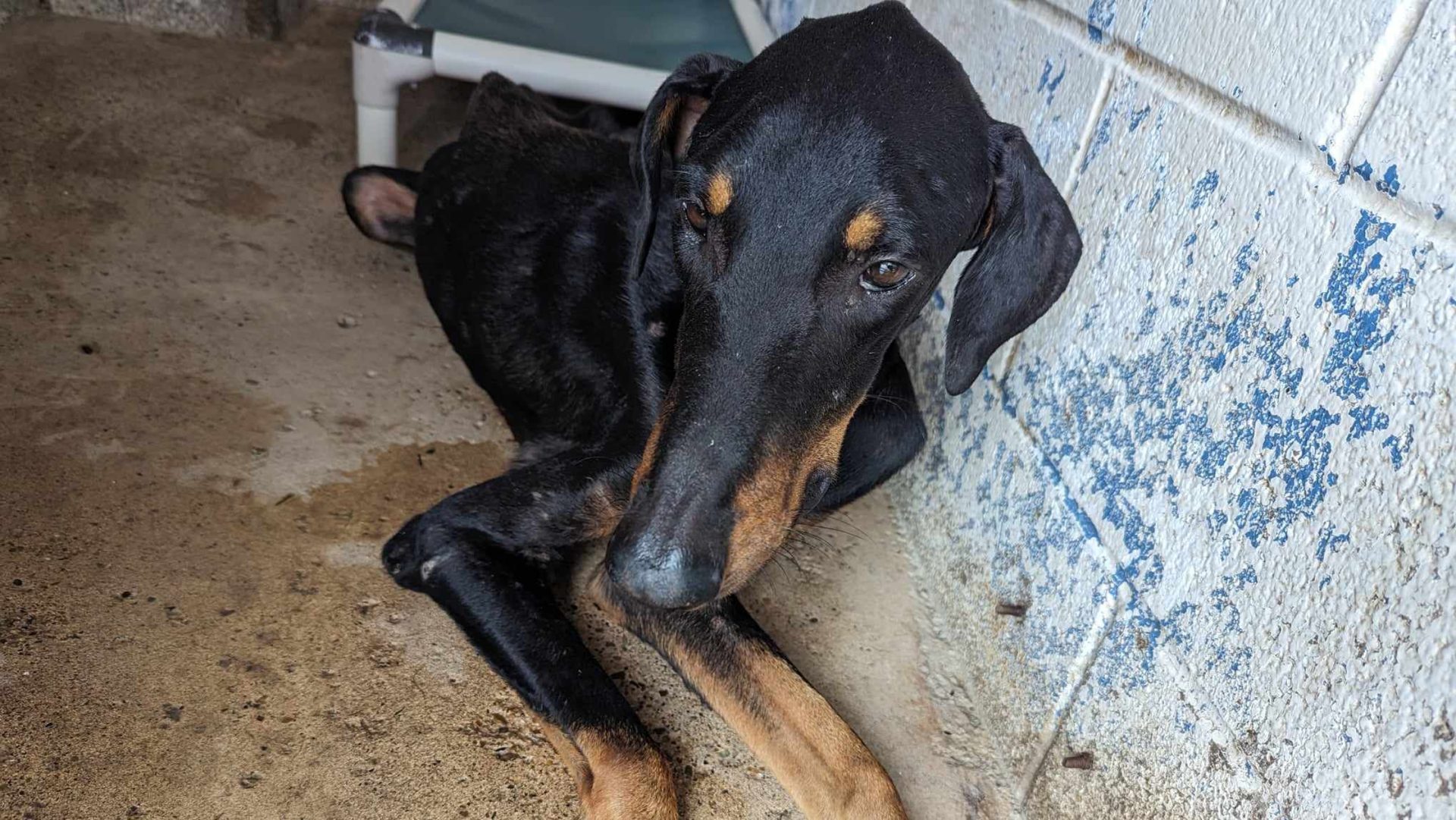 Palm valley animal shelter seeks help for dobermann that 'had a rough time'