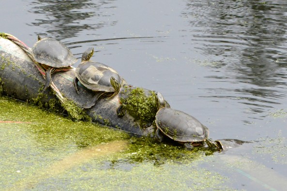 turtle