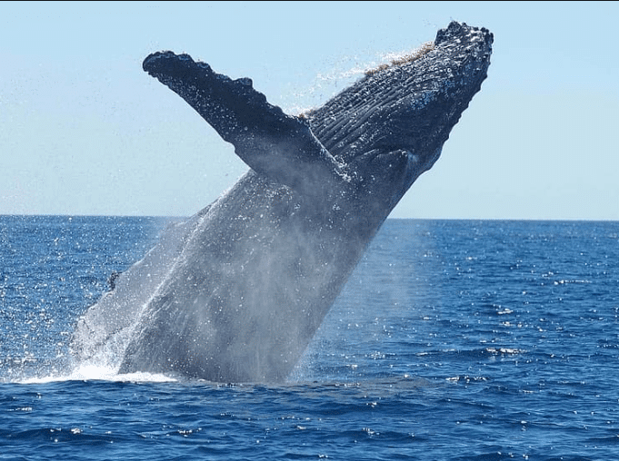 Want to see whales in the wild? Whales Begin Journey Along S C Coast Late November Myrtlebeachsc News